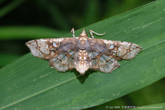 Omphisa anastomosalis