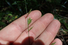 Chasmanthium nitidum