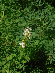 Corydalis caseana