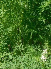 Corydalis caseana