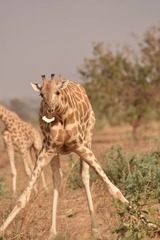 Giraffa camelopardalis peralta