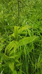 Veratrum dahuricum