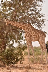 Giraffa camelopardalis peralta