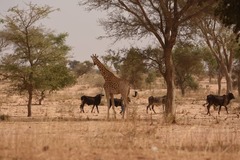 Giraffa camelopardalis peralta