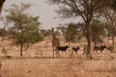 Giraffa camelopardalis peralta