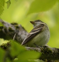 Empidonax virescens