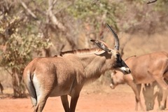 Hippotragus equinus koba