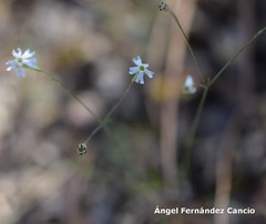 Silene portensis