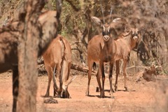Hippotragus equinus koba