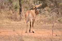 Hippotragus equinus koba