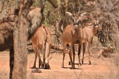 Hippotragus equinus koba