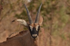 Hippotragus equinus koba