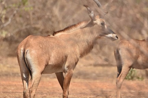 Roan Antelope