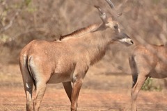 Hippotragus equinus koba