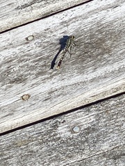 Arigomphus