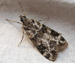Eudonia delunella