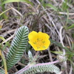 Argentina tugitakensis