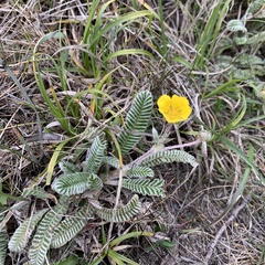 Argentina tugitakensis
