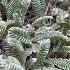 Argentina tugitakensis