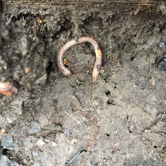 Aporrectodea caliginosa