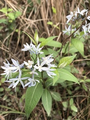 Amsonia ludoviciana