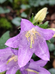 Campanula trachelium