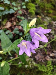 Campanula trachelium