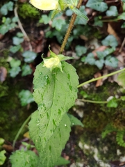 Campanula trachelium
