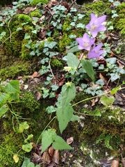 Campanula trachelium