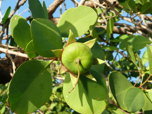 Lythraceae image