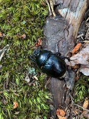 Anoplotrupes stercorosus