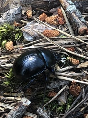 Anoplotrupes stercorosus