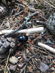 Anoplotrupes stercorosus