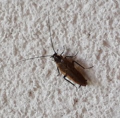 Ectobius lapponicus