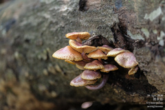 Gymnopilus aeruginosus