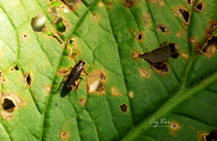 Blattodea