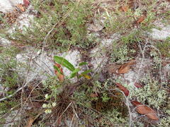 Polygonum dentoceras
