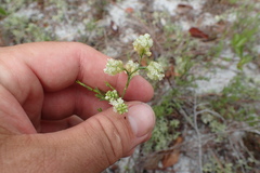 Polygonum dentoceras