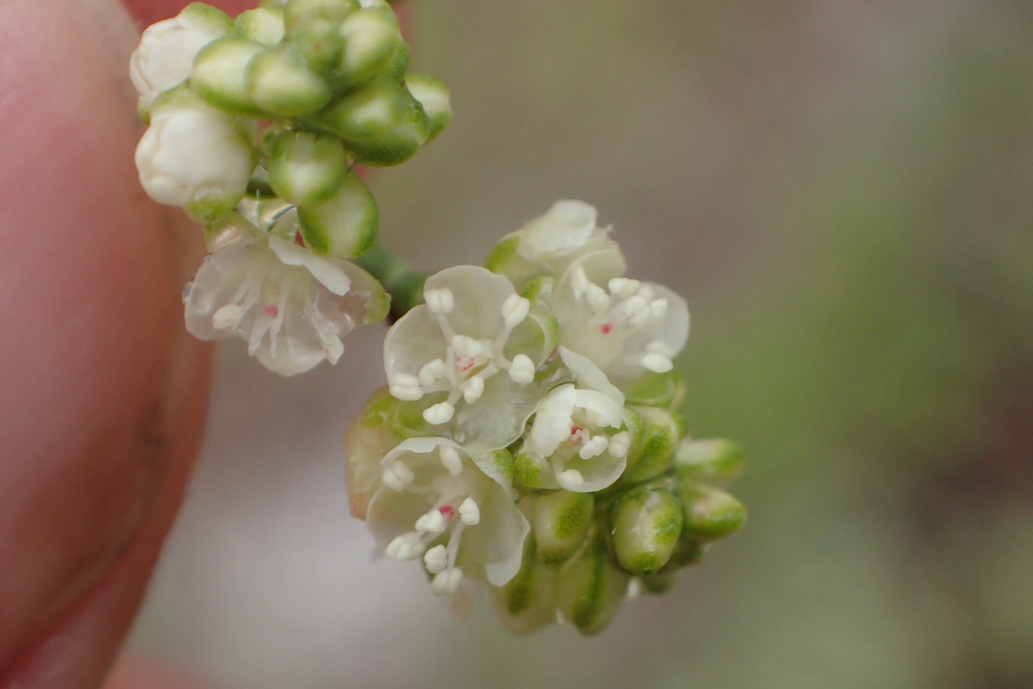 Polygonella myriophylla