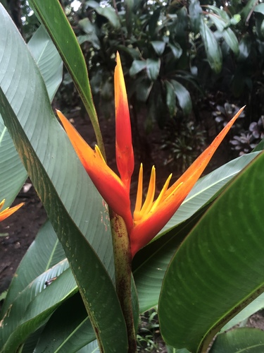 Heliconia × nickeriensis