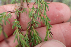 Polygonum dentoceras