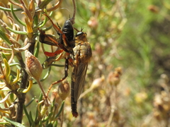 Stenopogon heteroneurus