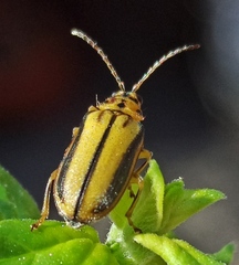 Xanthogaleruca luteola