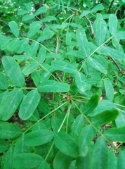 Caragana arborescens