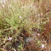 Agalinis filifolia - Photo (c) Andy Newman,  זכויות יוצרים חלקיות (CC BY-NC), uploaded by Andy Newman