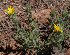 Heterotheca fulciens
