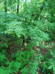 Caragana arborescens