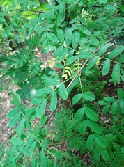 Caragana arborescens