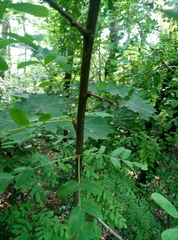 Caragana arborescens