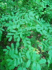Caragana arborescens